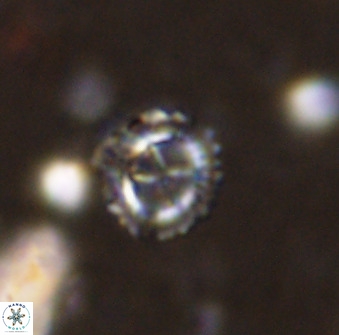 Rotelapillus tesserisbares 38315