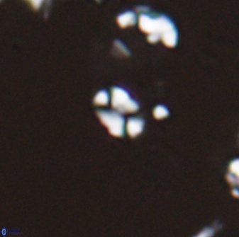 Russellia apora 24147
