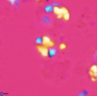 Russellia apora 24148