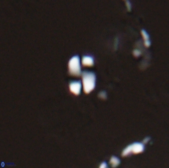 Russellia apora 24150