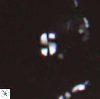 Russellia apora 24150