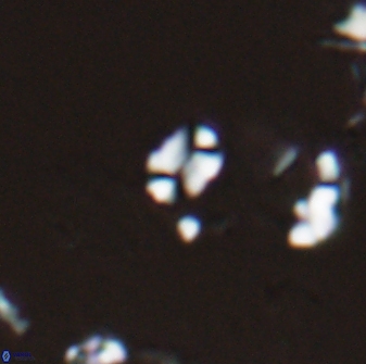 Russellia apora 24151