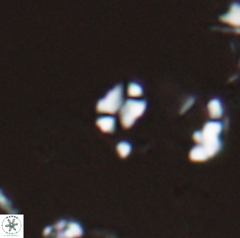 Russellia apora 24151