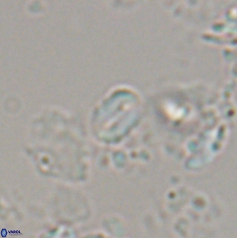Russellia apora 24153