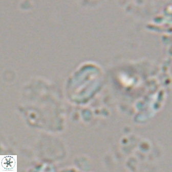 Russellia apora 24153