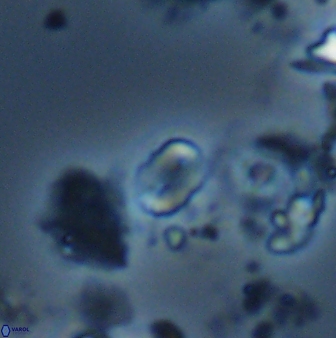 Russellia apora 24154