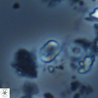 Russellia apora 24154