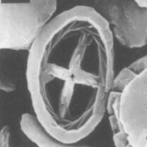 Bownia mutterlosei 11075