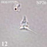 Sphenolithus microdelphix 28084