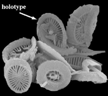 Coronosphaera monechiae 1263 16