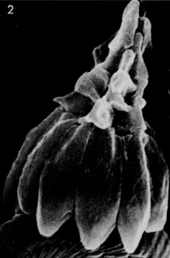 S orphanknollensis