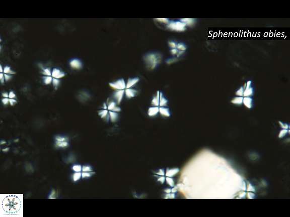 S abies influx