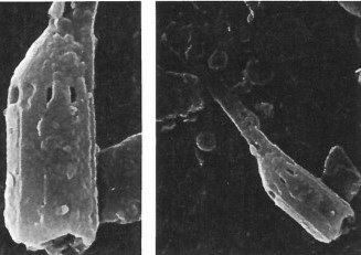 Scampanella asymmetrica 9344