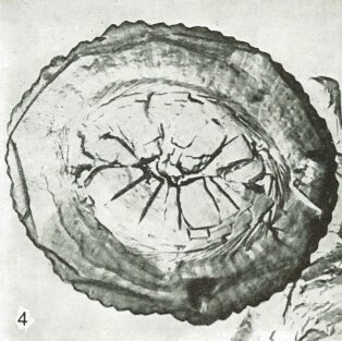 Dictyococcites bisectus VR 027902
