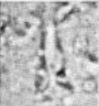 Furcatolithus ciperoensis 137