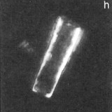 Scyphosphaera decedomurale 1983