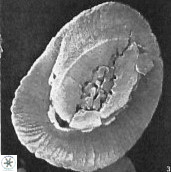 Helicosphaera dinesenii 1980