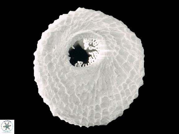 S globulata