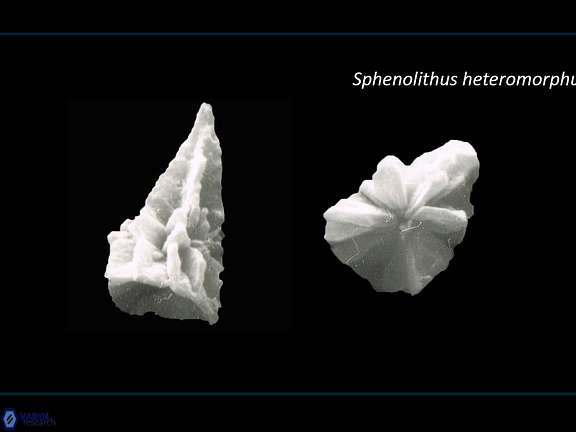 S heteromorphus