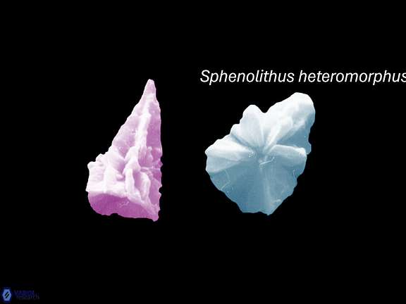 S heteromorphus colour wide