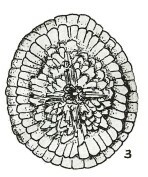 Cretarhabdus limbicrassa 10342