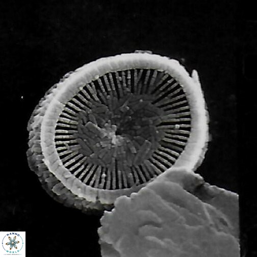S pulchra