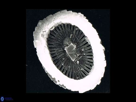 S pulchra essential