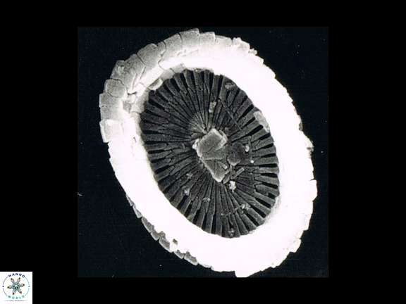 S pulchra essential