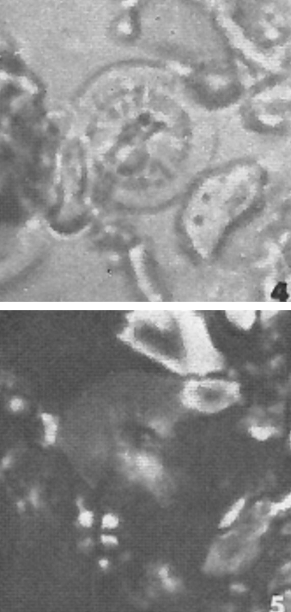 S pacificanus default