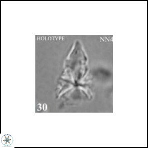 Sphenolithus milanetti 384