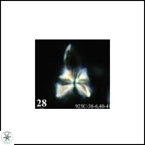 Sphenolithus milanetti 384
