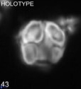 Semihololithus biskayae 68160