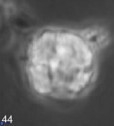 Semihololithus biskayae 68160