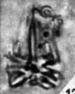 Sphenolithus pseudoradians 144