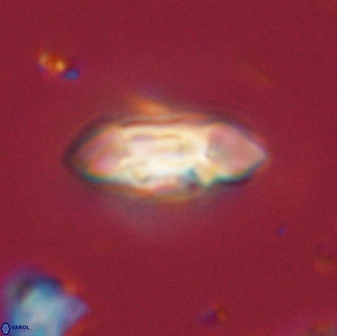 Scoteinimorfi aquilus 58725
