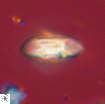 Scoteinimorfi aquilus 58725