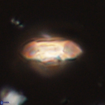 Scoteinimorfi aquilus 58726