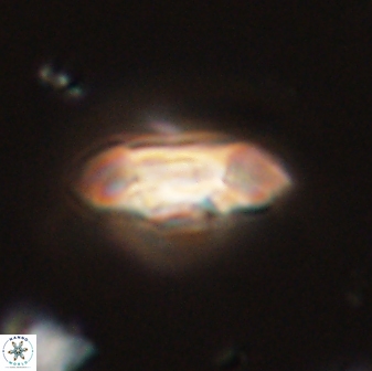 Scoteinimorfi aquilus 58726