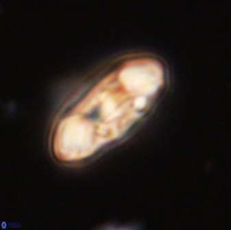 Scoteinimorfi aquilus 58727