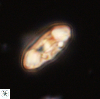 Scoteinimorfi aquilus 58727