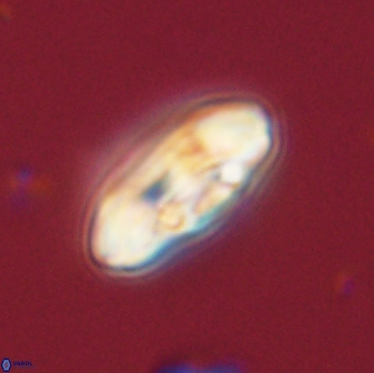 Scoteinimorfi aquilus 58728