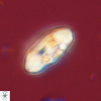 Scoteinimorfi aquilus 58728