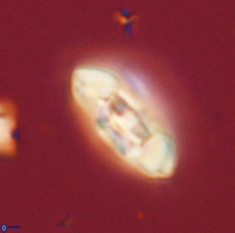 Scoteinimorfi aquilus 58729