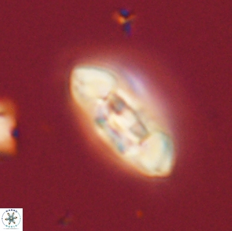 Scoteinimorfi aquilus 58729