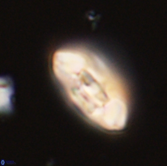 Scoteinimorfi aquilus 58730