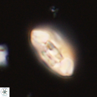 Scoteinimorfi aquilus 58730