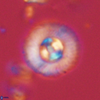Scoteinimorfi aquilus 58733