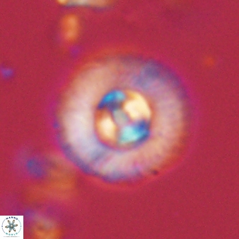 Scoteinimorfi aquilus 58733