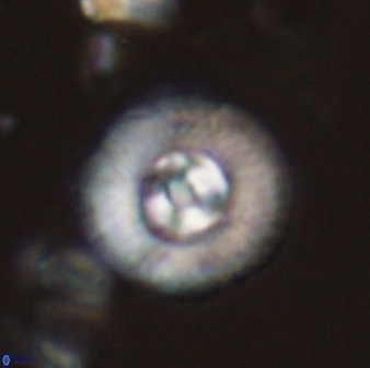 Scoteinimorfi aquilus 58734
