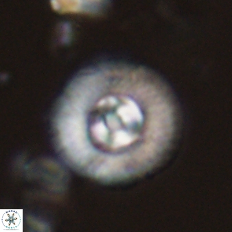 Scoteinimorfi aquilus 58734